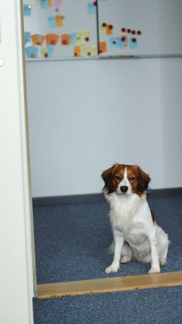 Bürohund Dante im Flur von askDANTE.