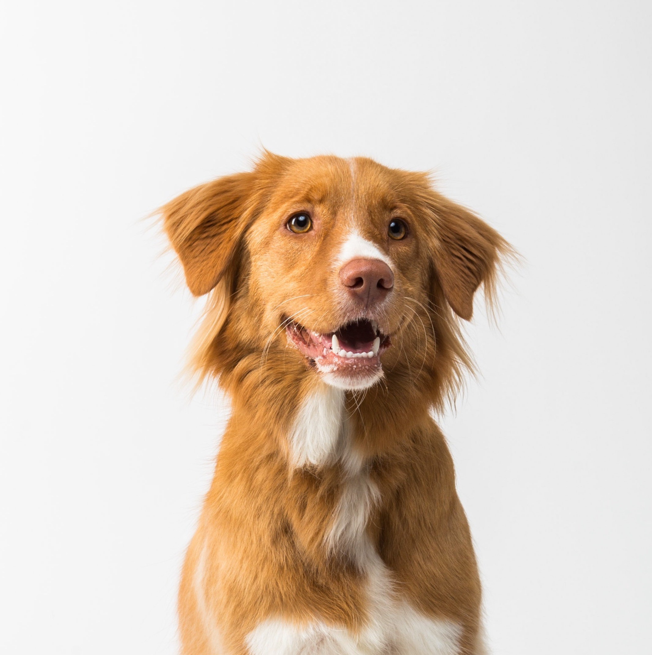 Hund vor weißem Hintergrund.