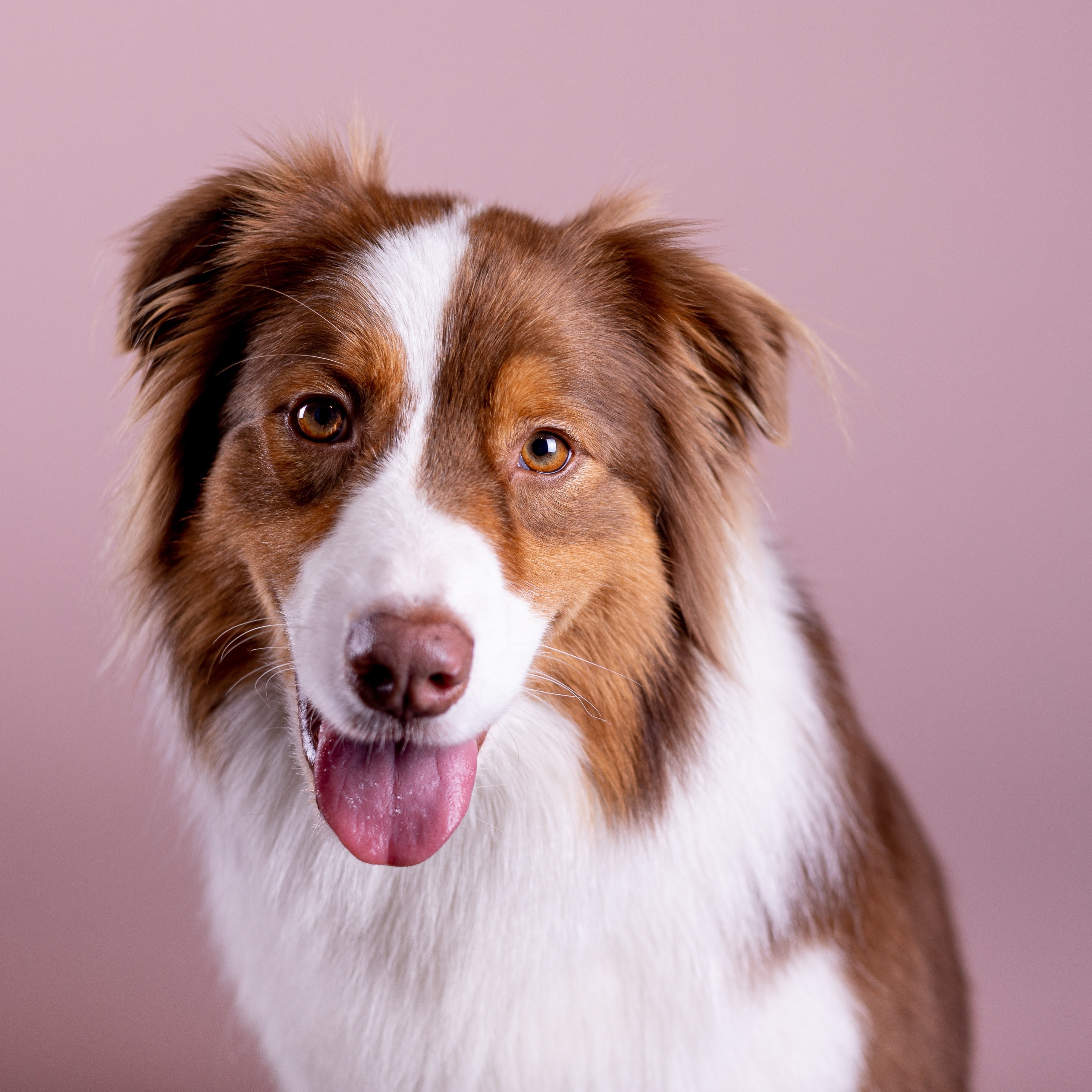 Hund vor rosa Hintergrund.