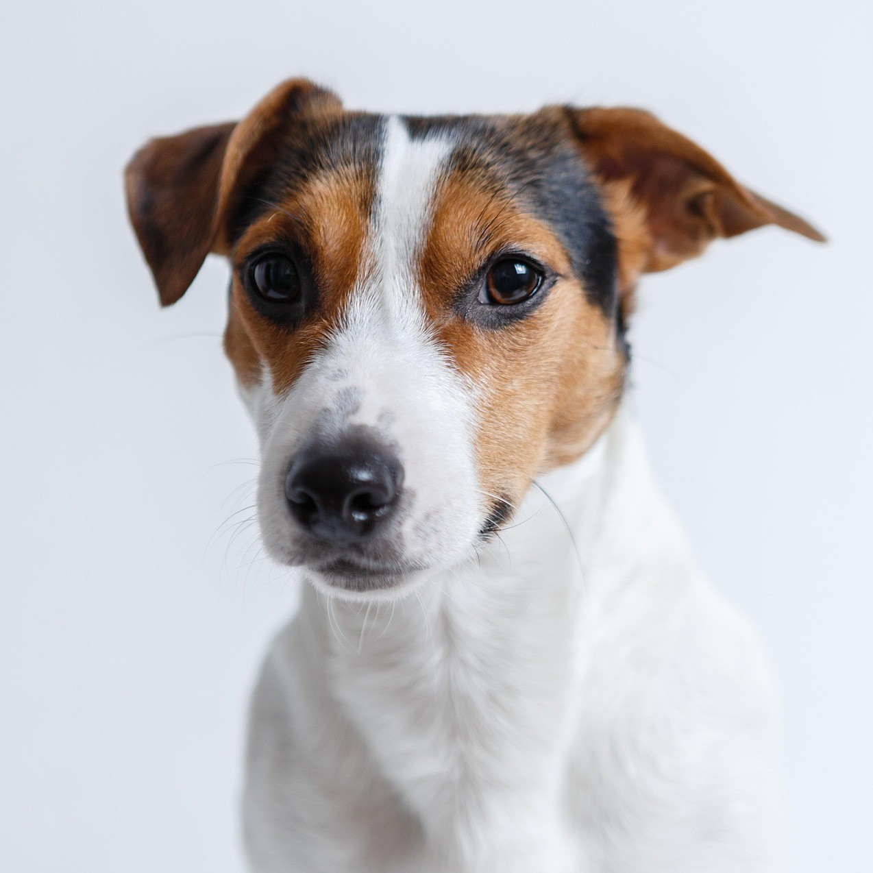 Hund vor weißem Hintergrund.