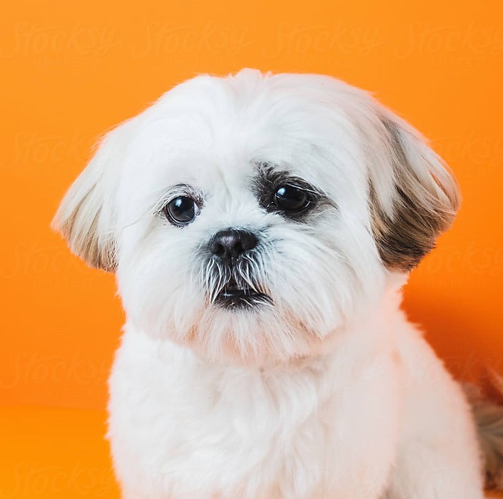 Kleiner weißer Hund vor orangem Hintergrund.