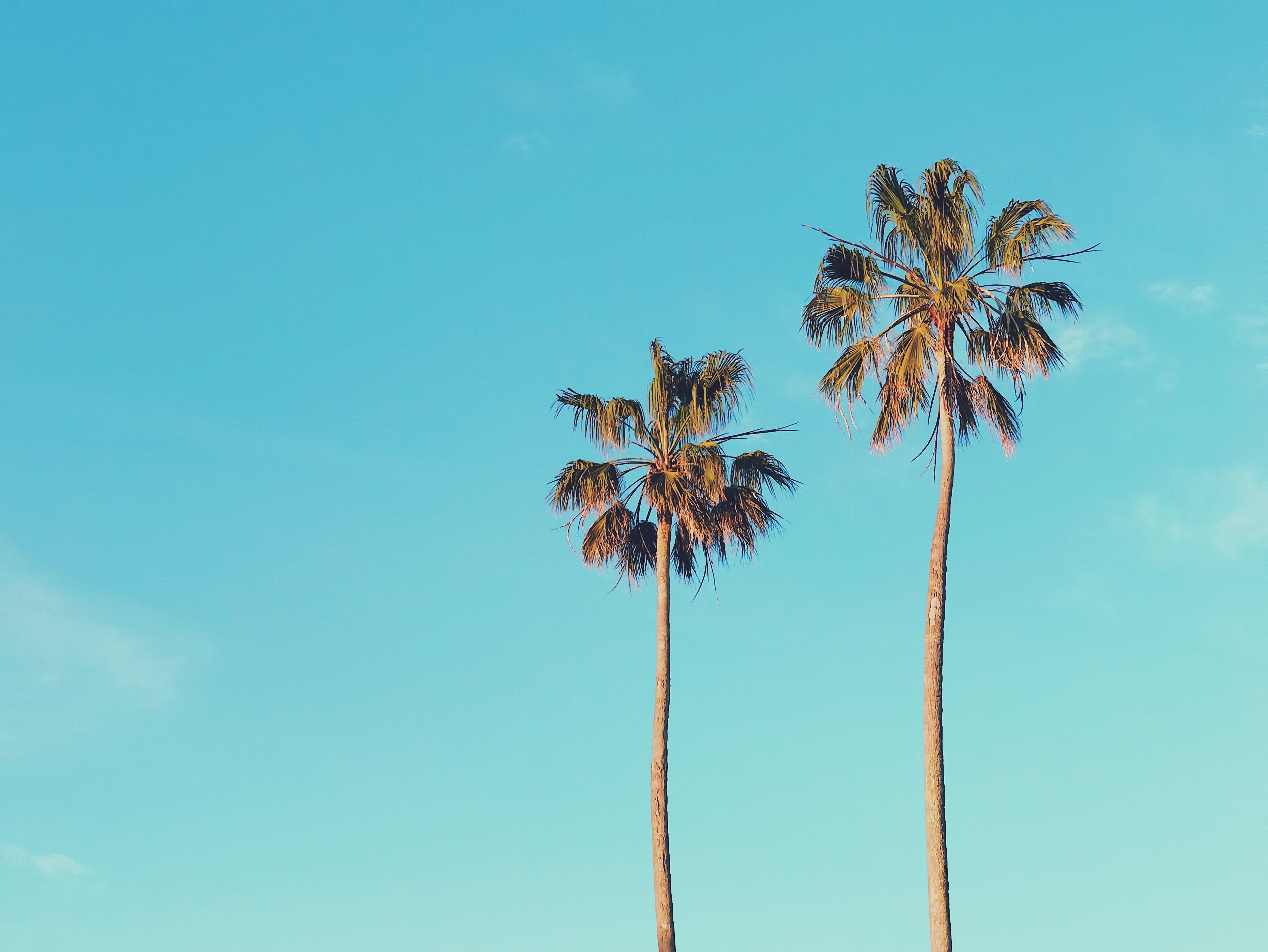 Zwei Palmen vor dem Hintergrund eines hellblauen Himmels.