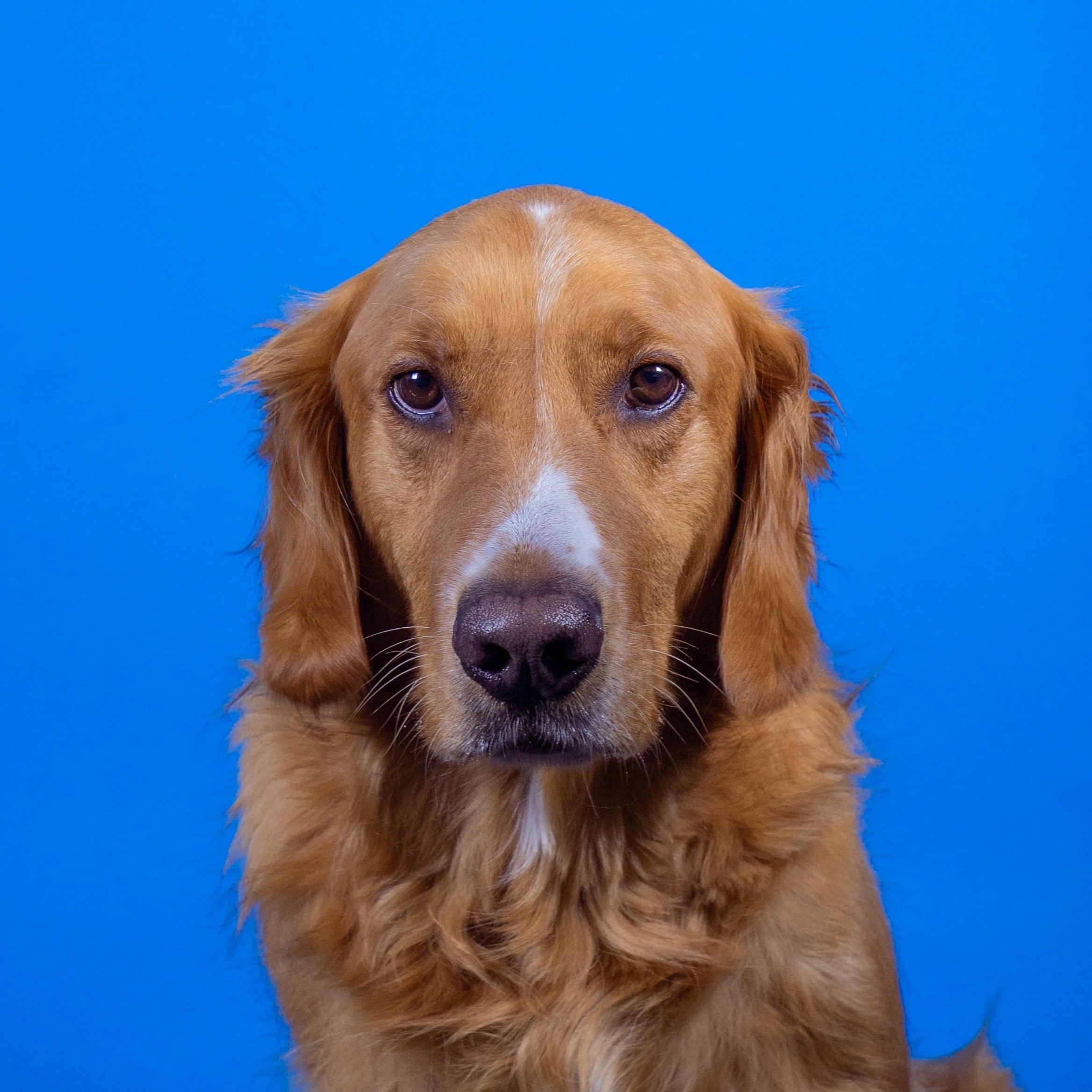 Hund vor blauem Hintergrund.