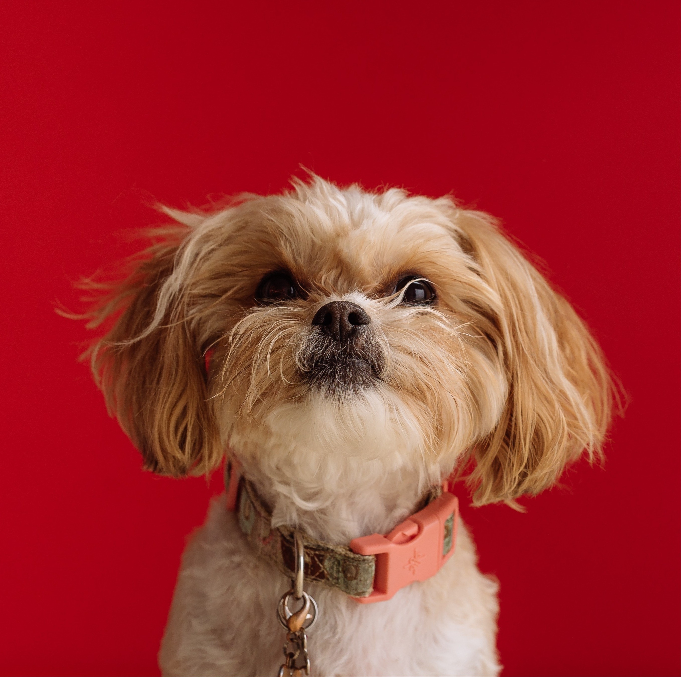 Kleiner Hund vor rotem Hintergrund.