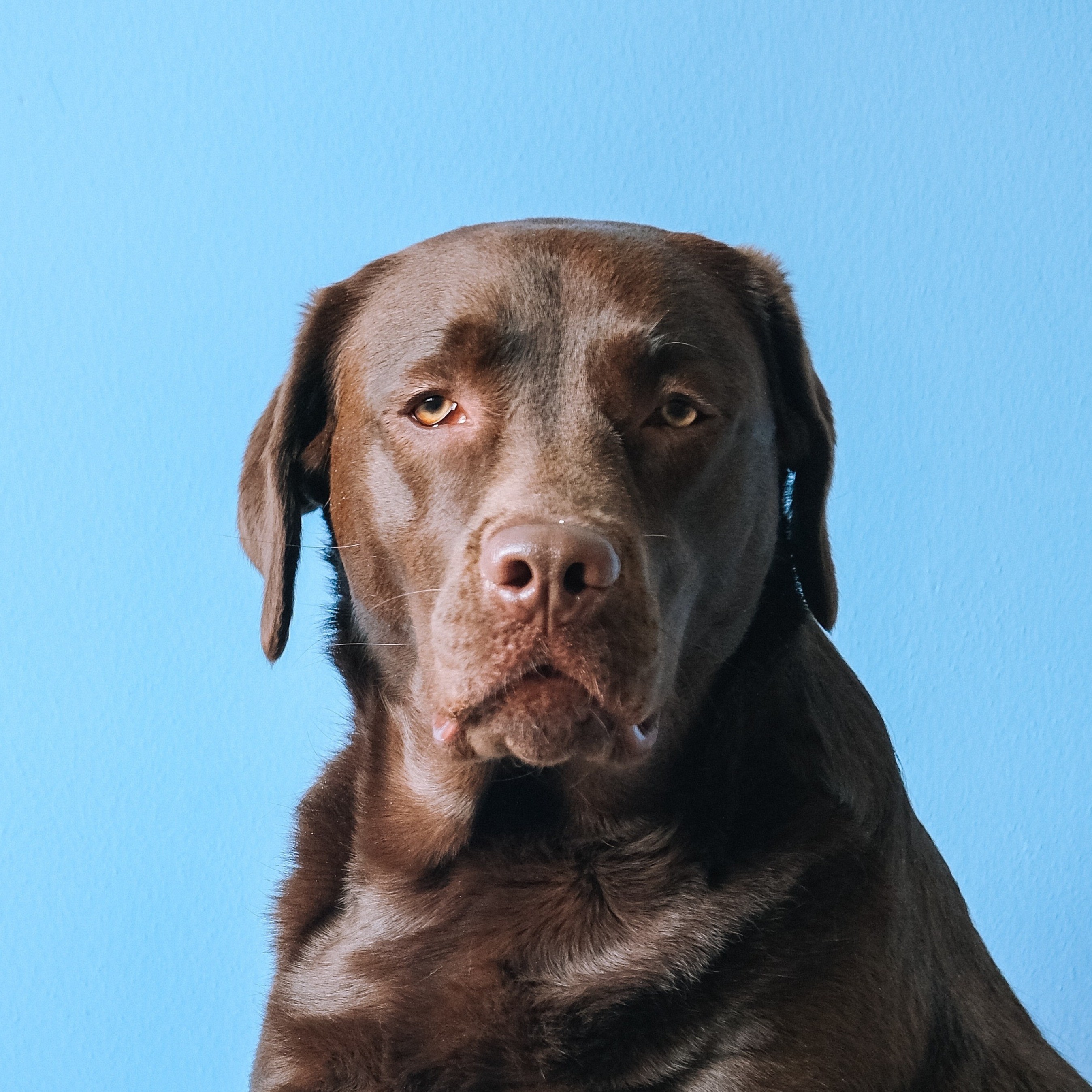 Dunkler Hund vor blauem Hintergrund.