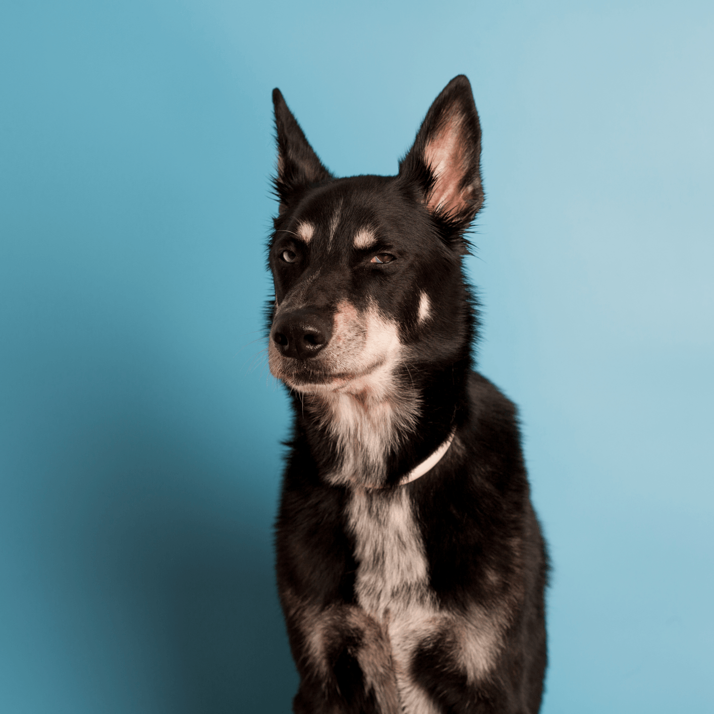 Schwarzer Hund vor graublauem Hintergrund.