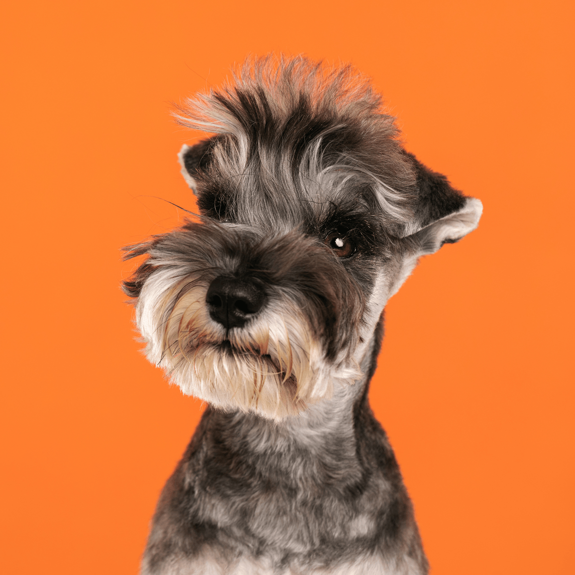 Kleiner grauer Hund vor orangem Hintergrund.