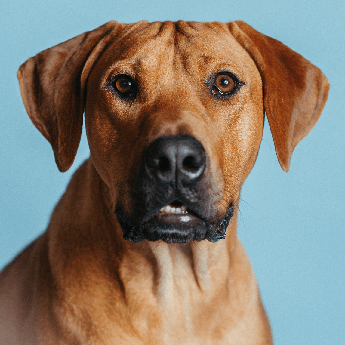Brauner Hund vor blaugrauem Hintergrund.