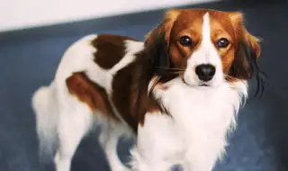 Hund Dante, der Namensgeber von askDANTE.